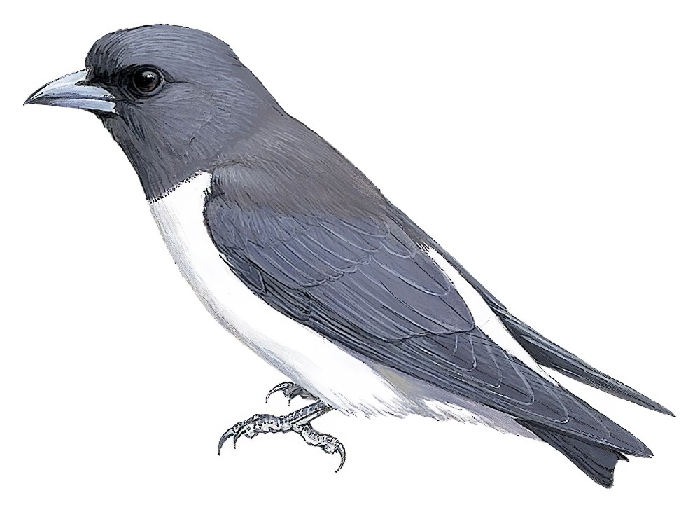 White-breasted Woodswallow / Artamus leucorynchus