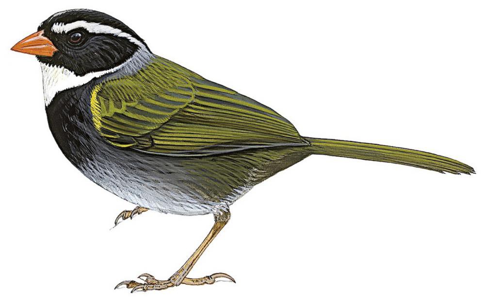 Orange-billed Sparrow / Arremon aurantiirostris