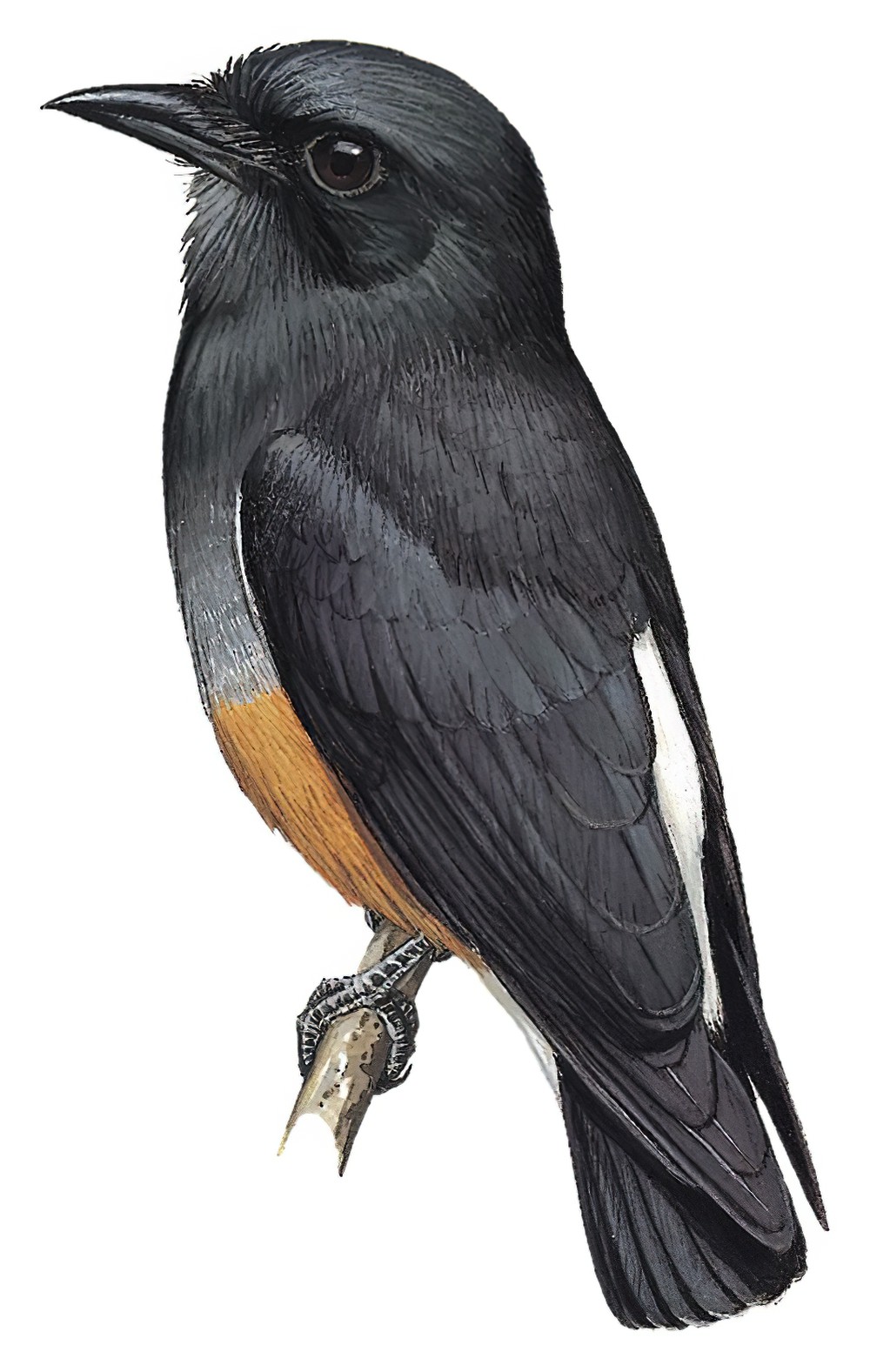 Swallow-winged Puffbird / Chelidoptera tenebrosa