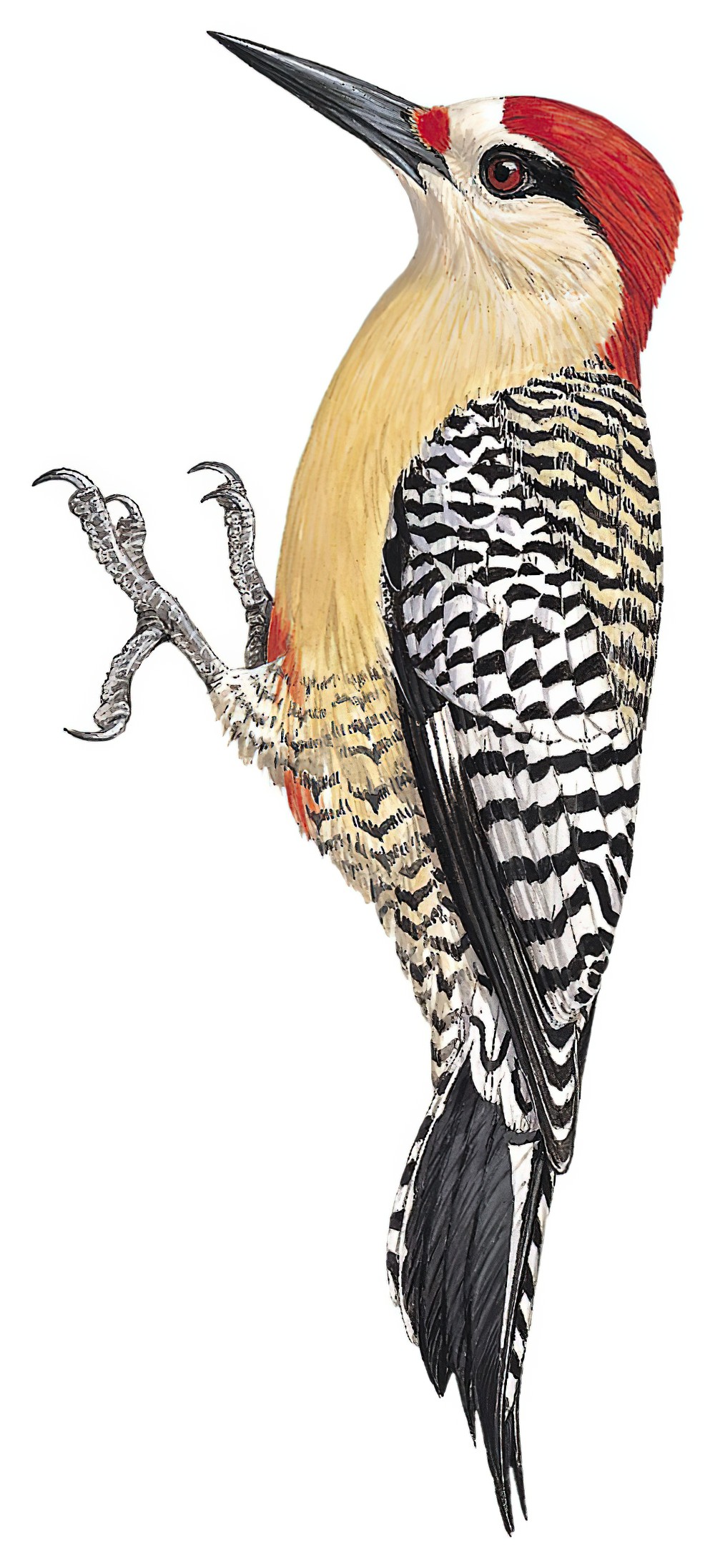 West Indian Woodpecker / Melanerpes superciliaris