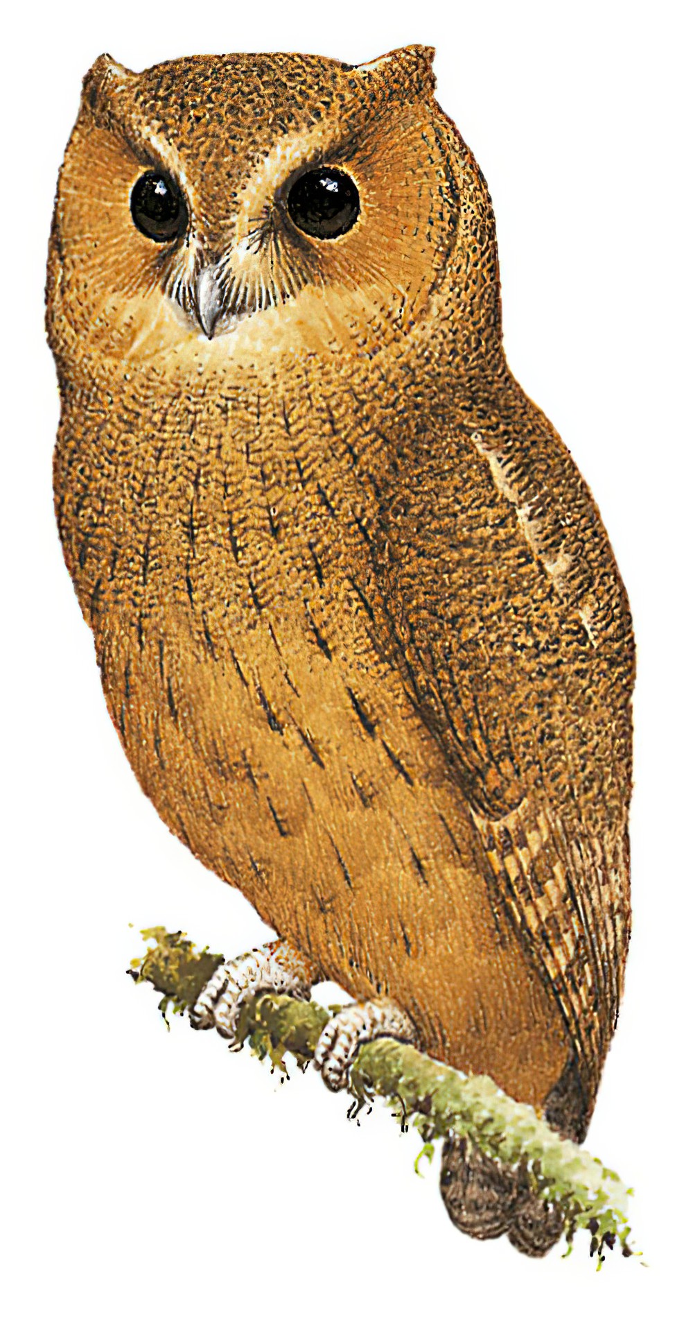Cinnamon Screech-Owl / Megascops petersoni