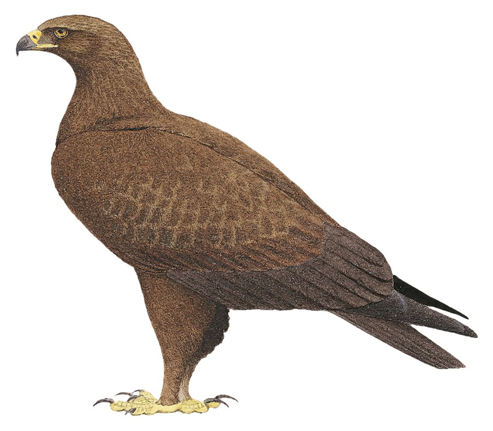 Lesser Spotted Eagle / Clanga pomarina
