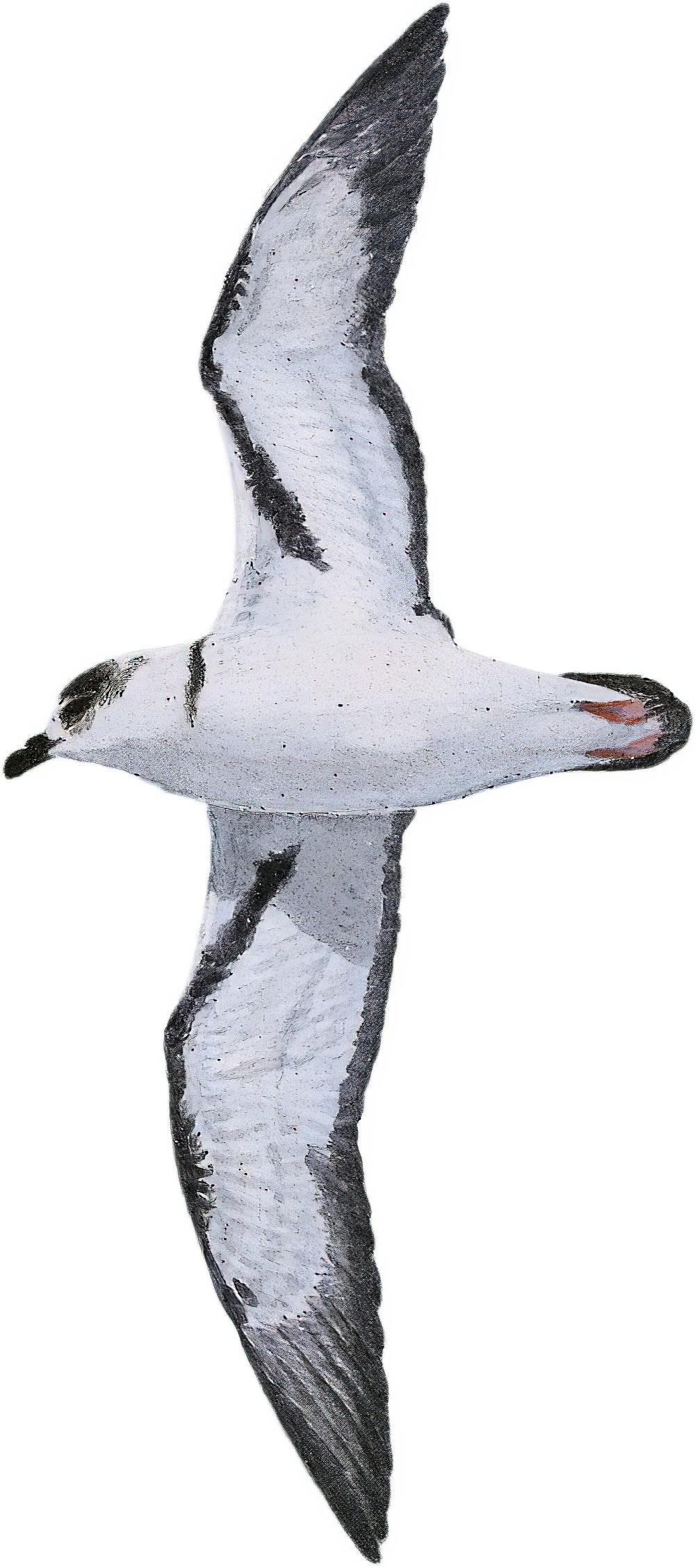 Black-capped Petrel / Pterodroma hasitata