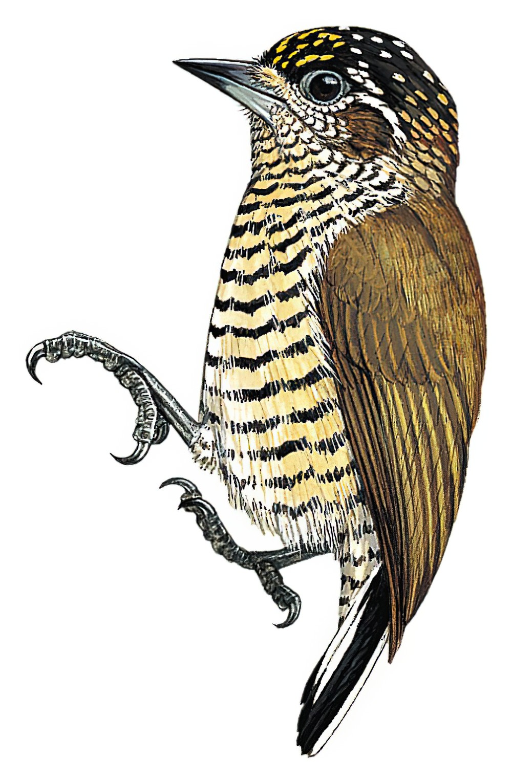 Orinoco Piculet / Picumnus pumilus