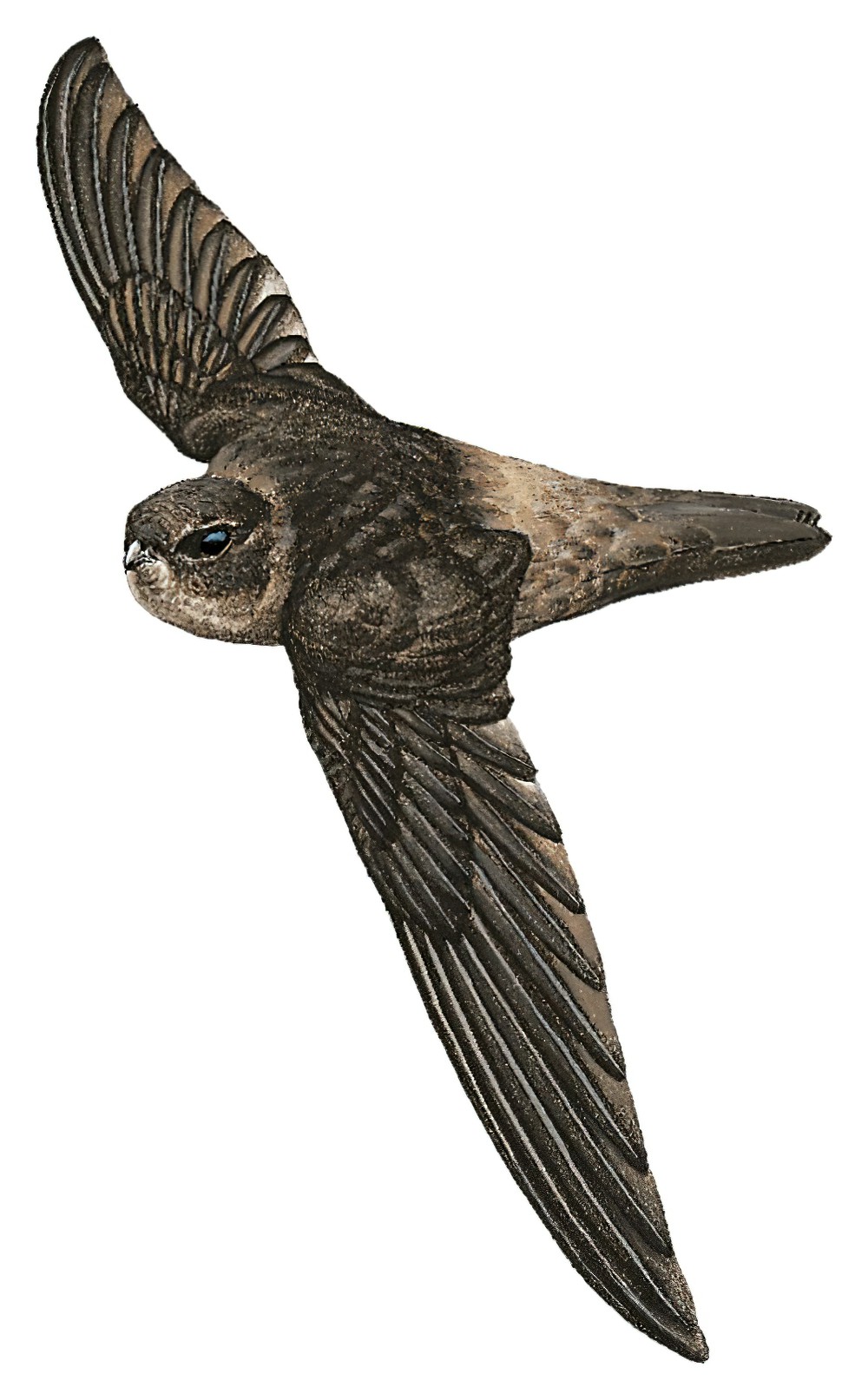 Marquesan Swiftlet / Aerodramus ocistus