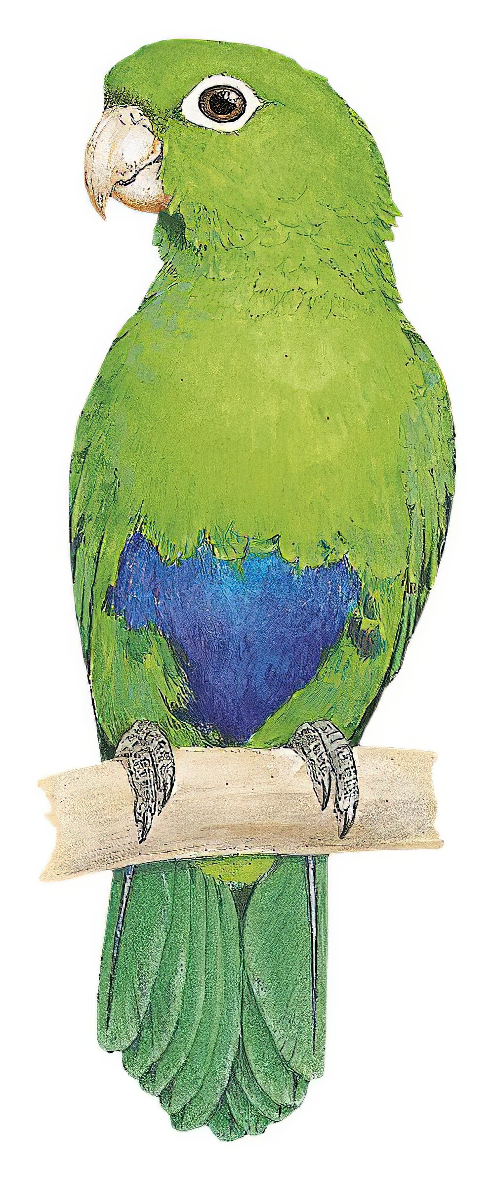 Blue-bellied Parrot / Triclaria malachitacea