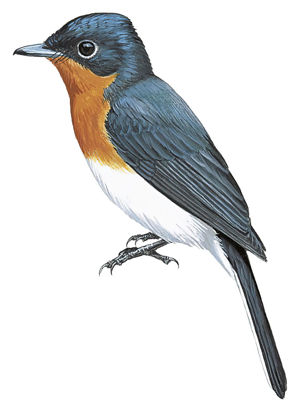 Broad-billed Flycatcher / Myiagra ruficollis