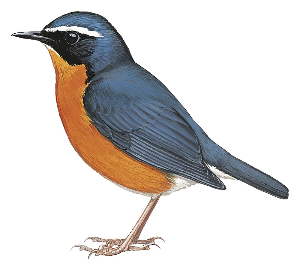Indian Blue Robin / Larvivora brunnea