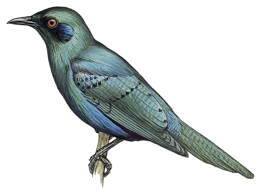 Sharp-tailed Starling / Lamprotornis acuticaudus