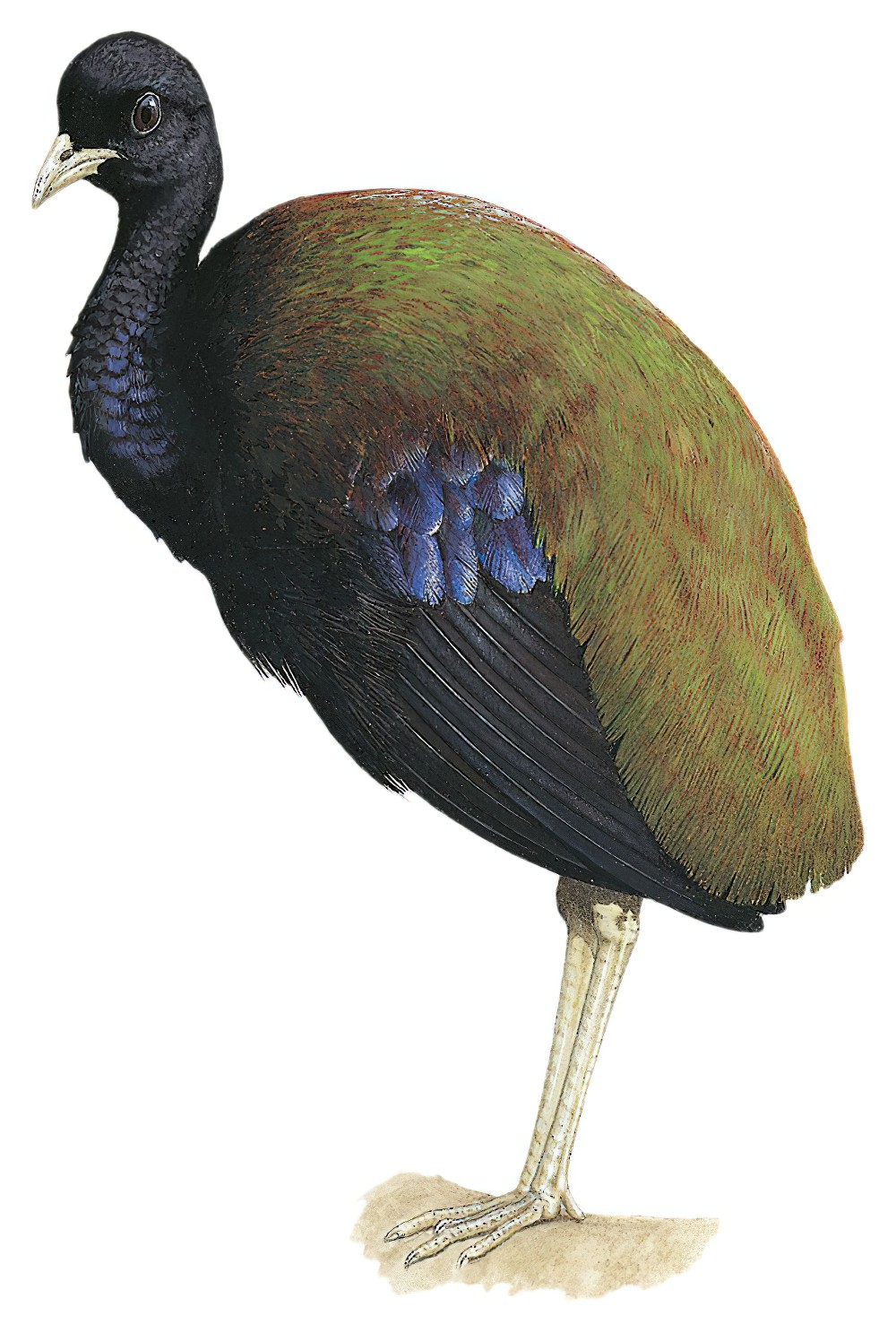 Dark-winged Trumpeter / Psophia viridis