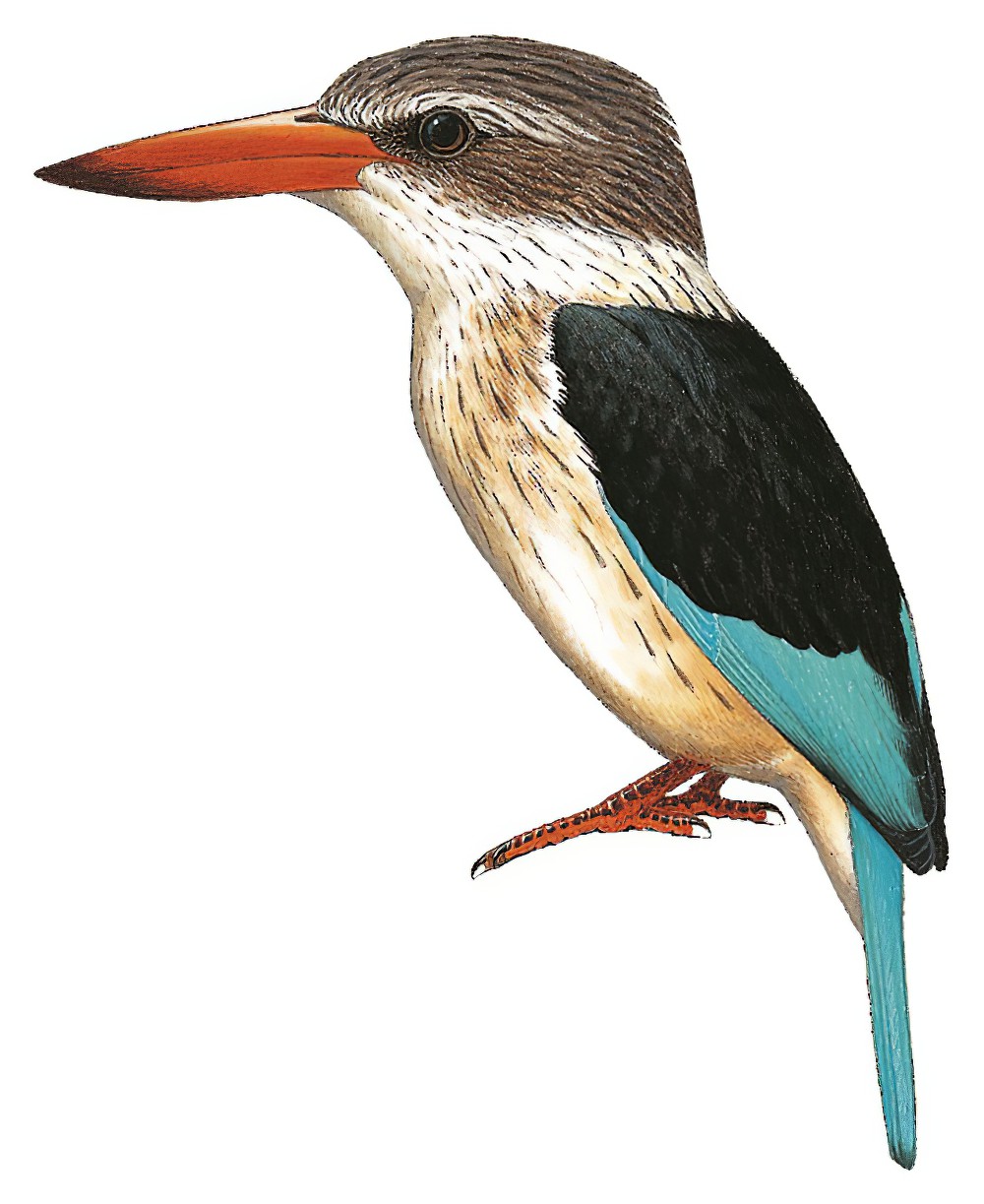Brown-hooded Kingfisher / Halcyon albiventris
