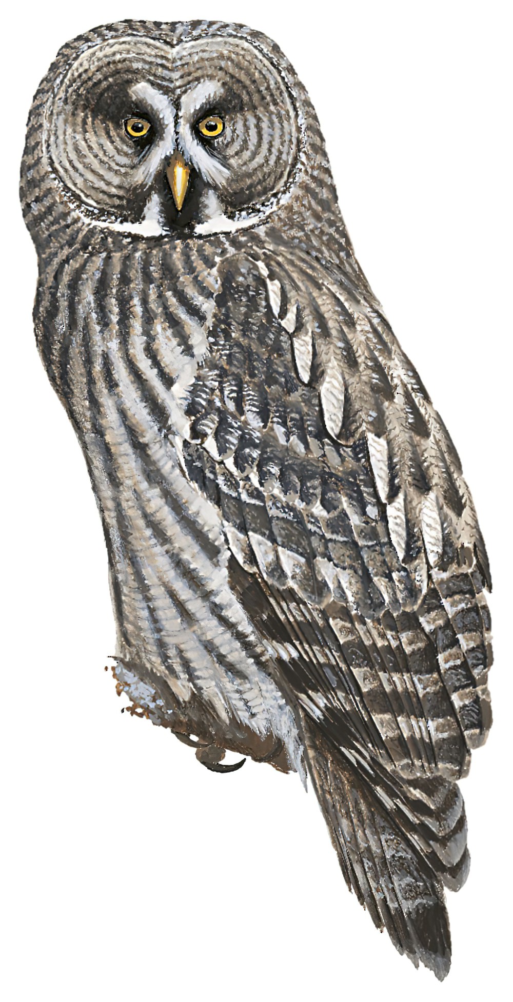 Great Gray Owl / Strix nebulosa