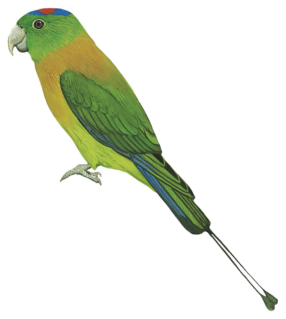 Yellow-breasted Racquet-tail / Prioniturus flavicans