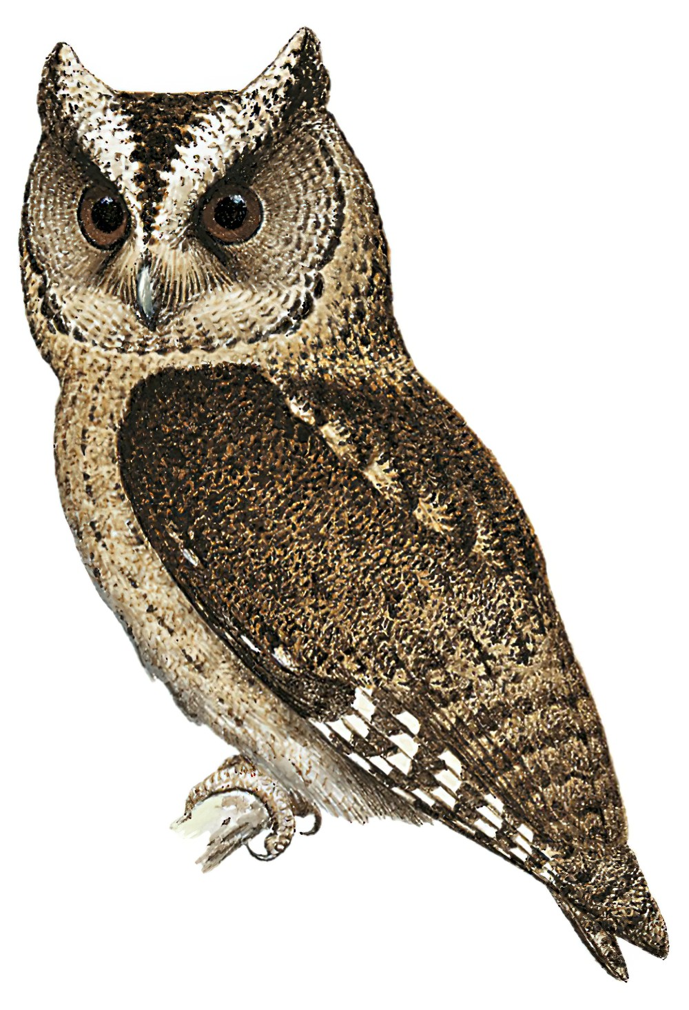 Sunda Scops-Owl / Otus lempiji