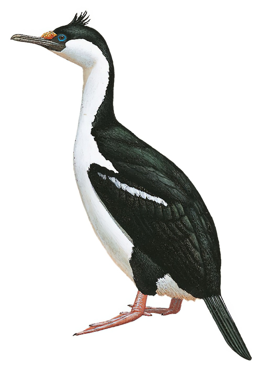 Antarctic Shag / Phalacrocorax bransfieldensis