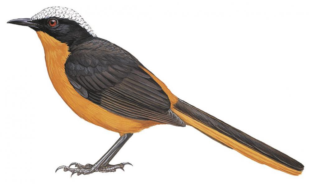 White-crowned Robin-Chat / Cossypha albicapillus