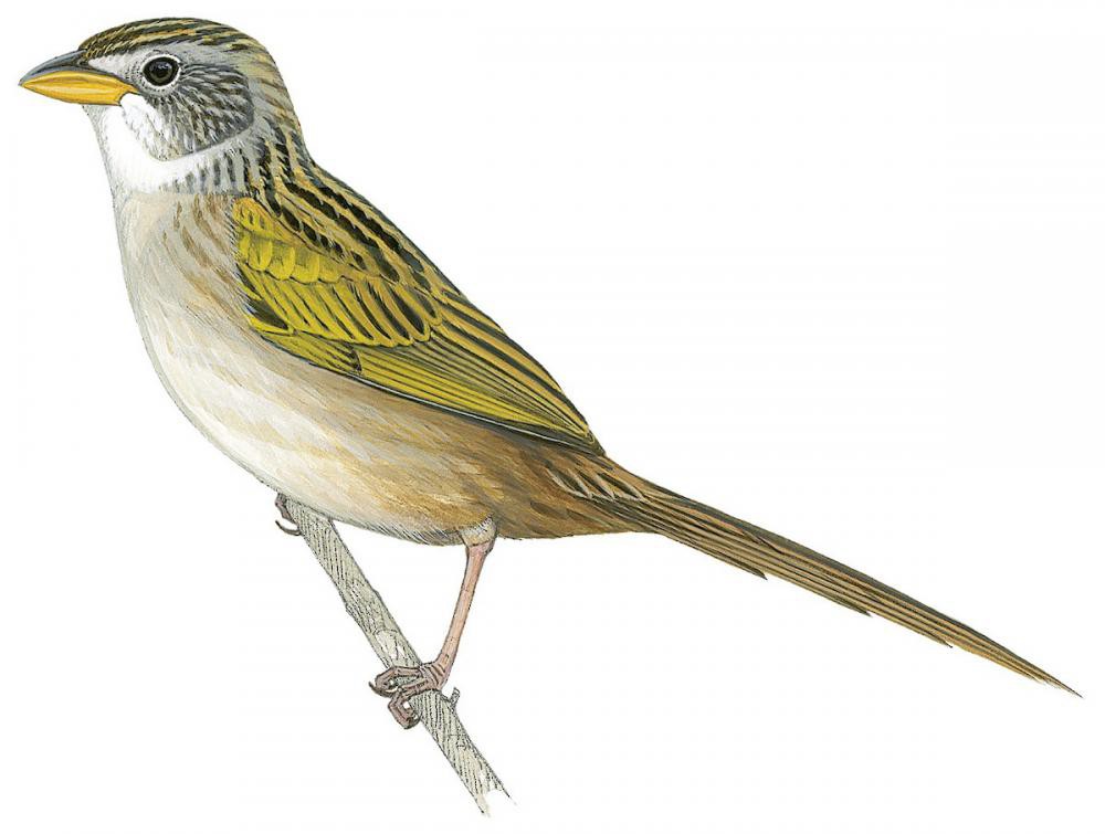 Lesser Grass-Finch / Emberizoides ypiranganus