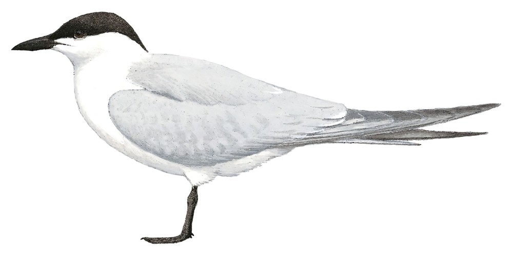 Gull-billed Tern / Gelochelidon nilotica