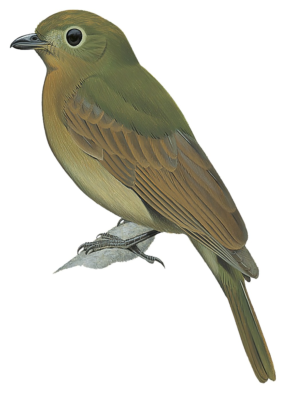 Brown-winged Schiffornis / Schiffornis turdina