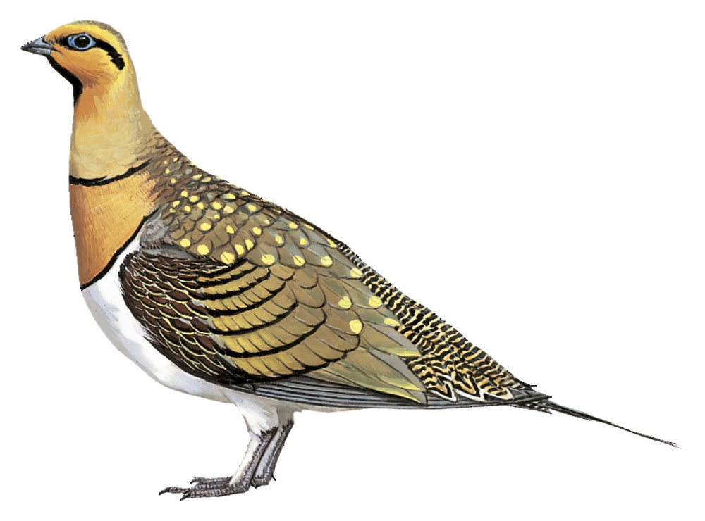 Pin-tailed Sandgrouse / Pterocles alchata