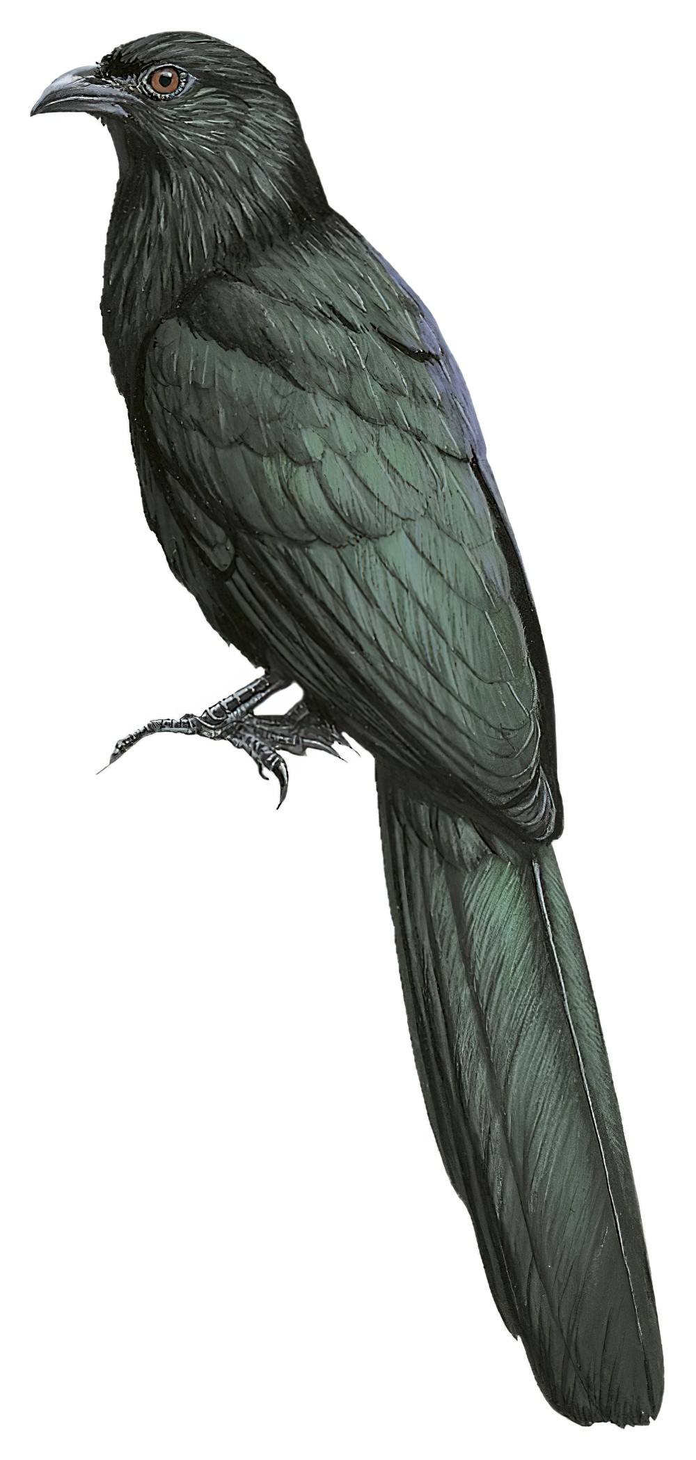 Lesser Black Coucal / Centropus bernsteini