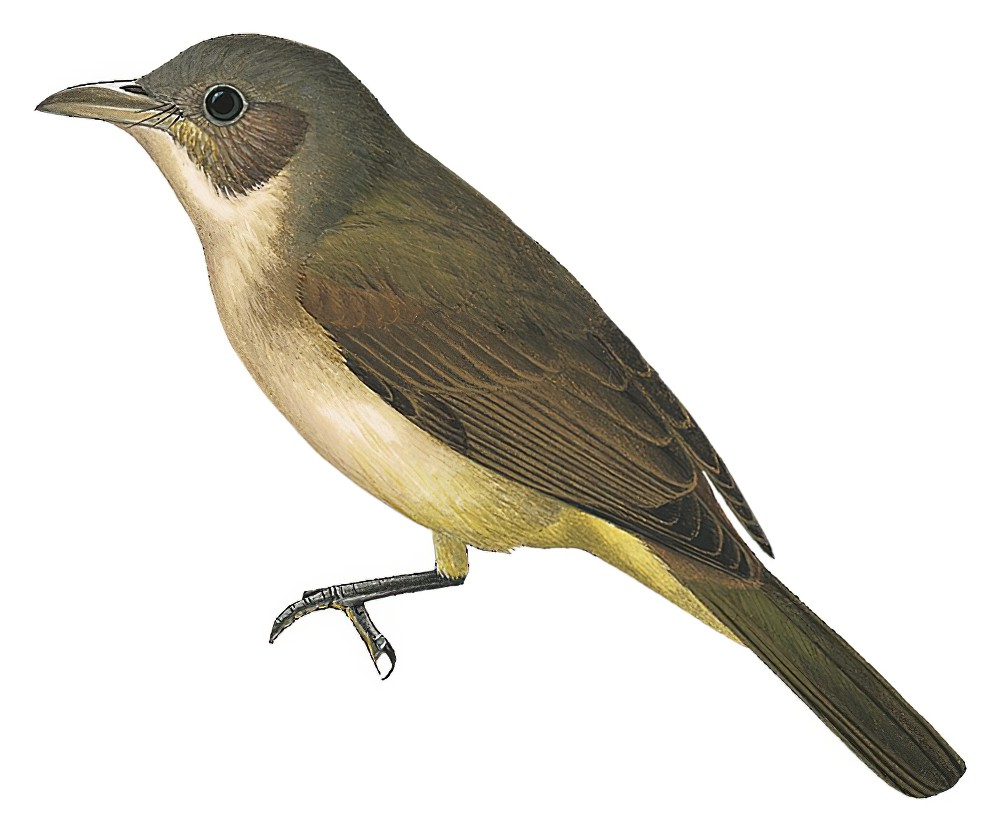 Sangihe Whistler / Coracornis sanghirensis
