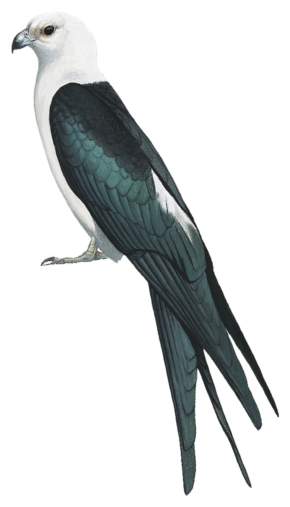 Swallow-tailed Kite / Elanoides forficatus