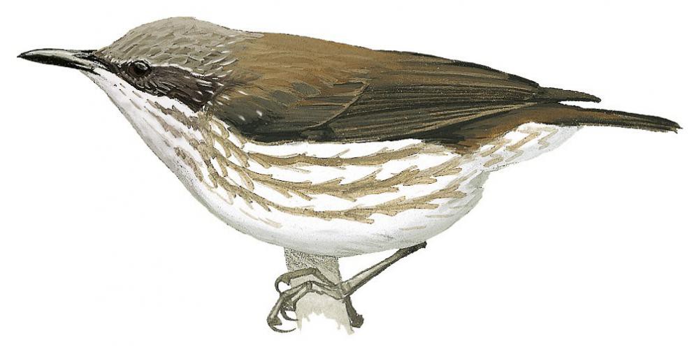Stripe-breasted Rhabdornis / Rhabdornis inornatus