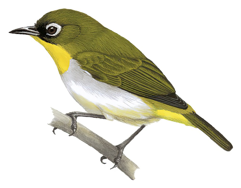 Black-fronted White-eye / Zosterops minor