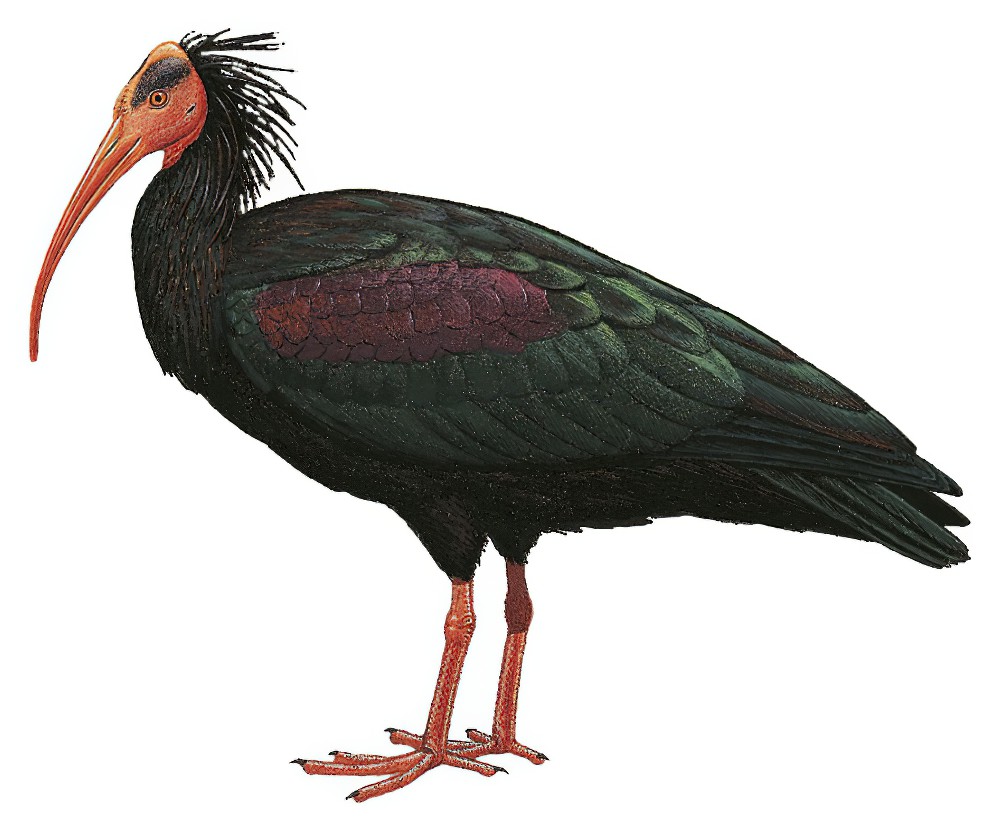 Northern Bald Ibis / Geronticus eremita