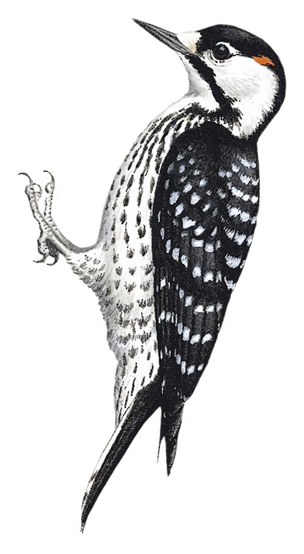 Red-cockaded Woodpecker / Dryobates borealis