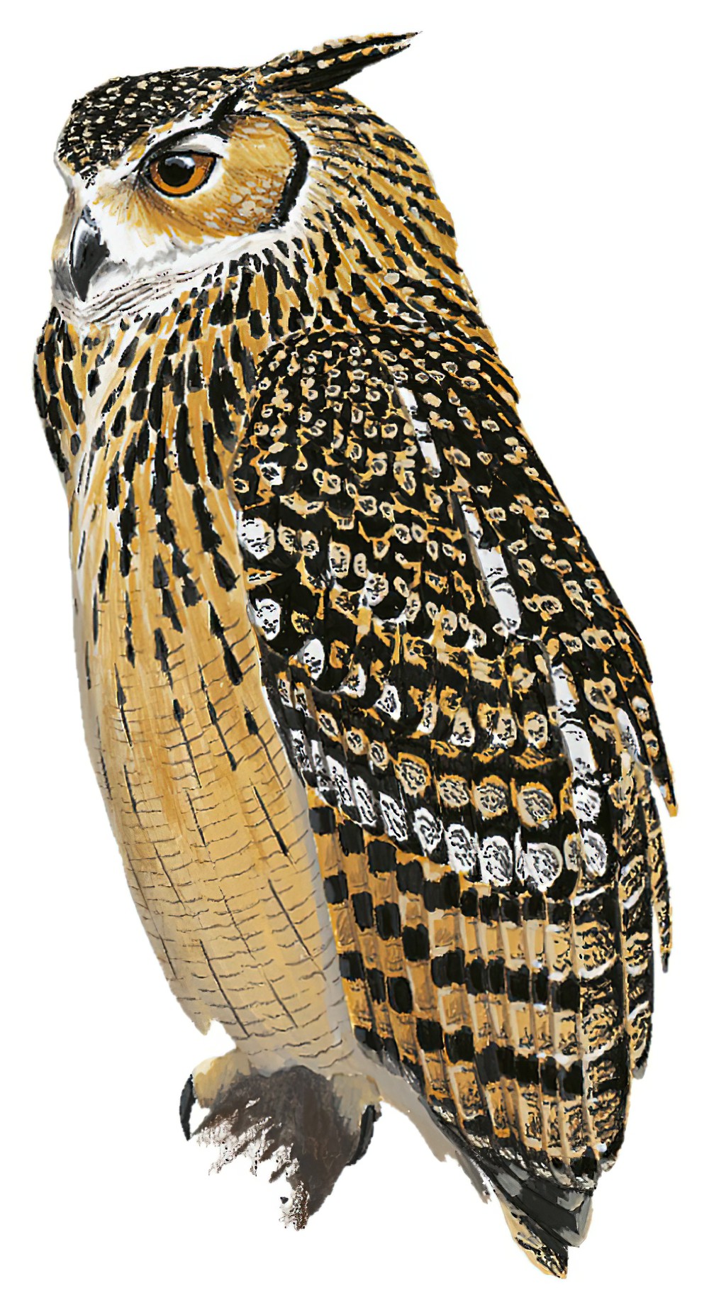 Rock Eagle-Owl / Bubo bengalensis