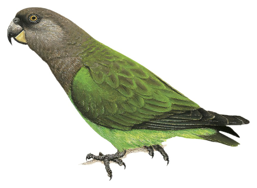 Niam-Niam Parrot / Poicephalus crassus