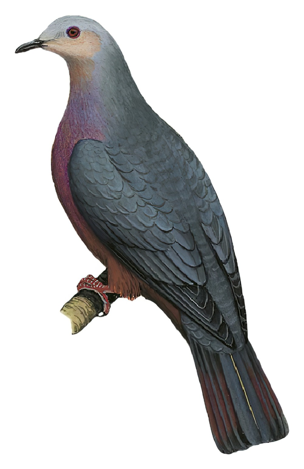 Chestnut-bellied Imperial-Pigeon / Ducula brenchleyi