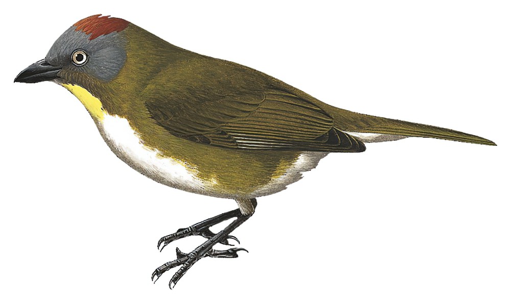 Rufous-naped Bellbird / Aleadryas rufinucha