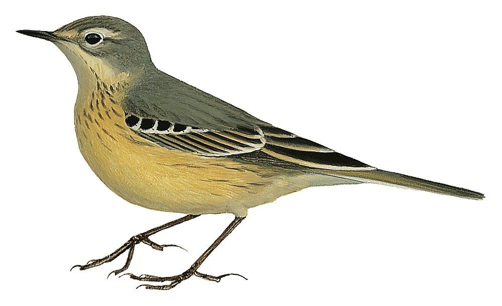 American Pipit / Anthus rubescens