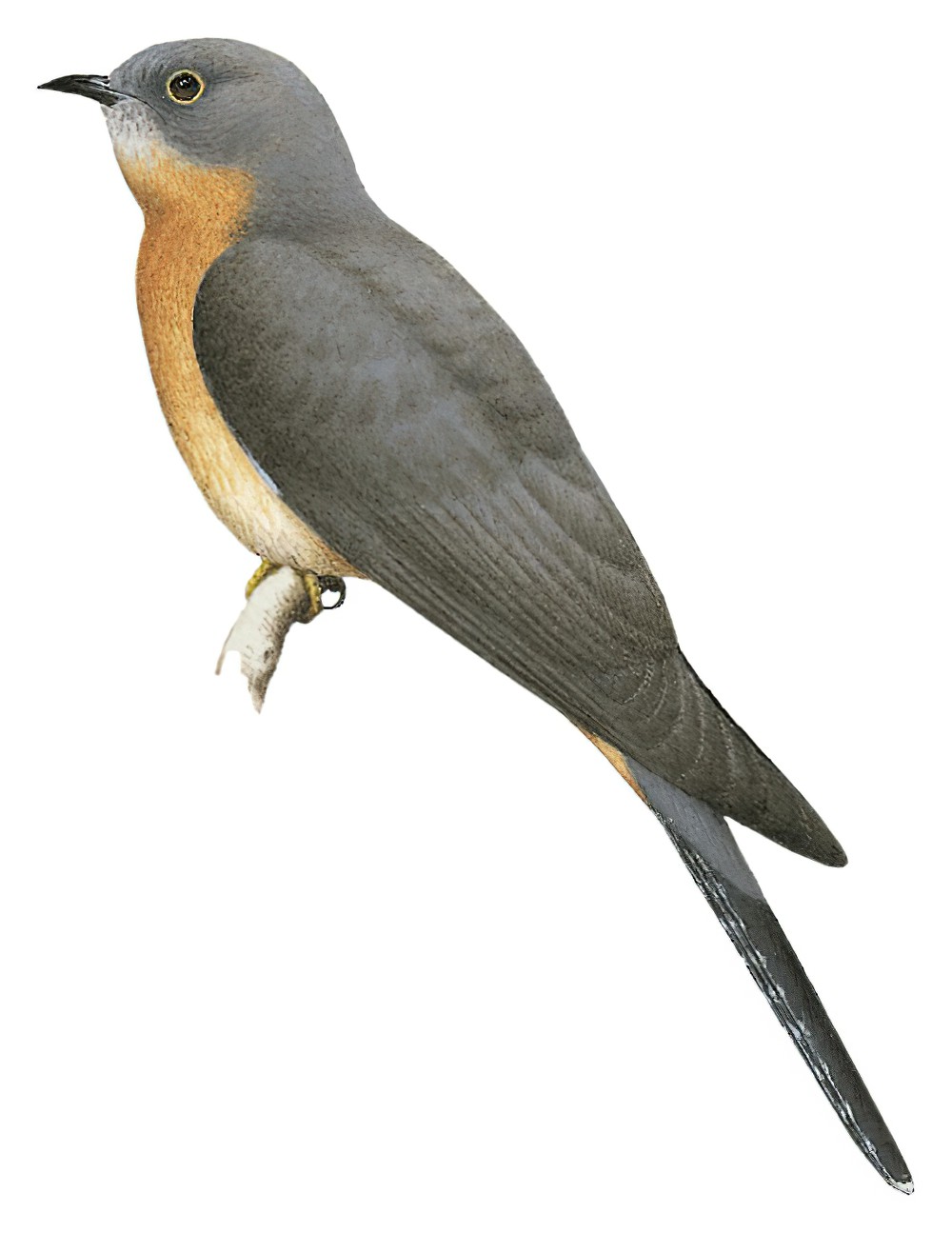 Fan-tailed Cuckoo / Cacomantis flabelliformis