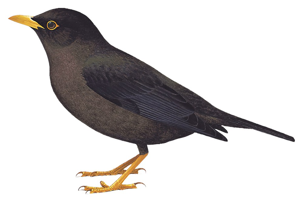 Indian Blackbird / Turdus simillimus