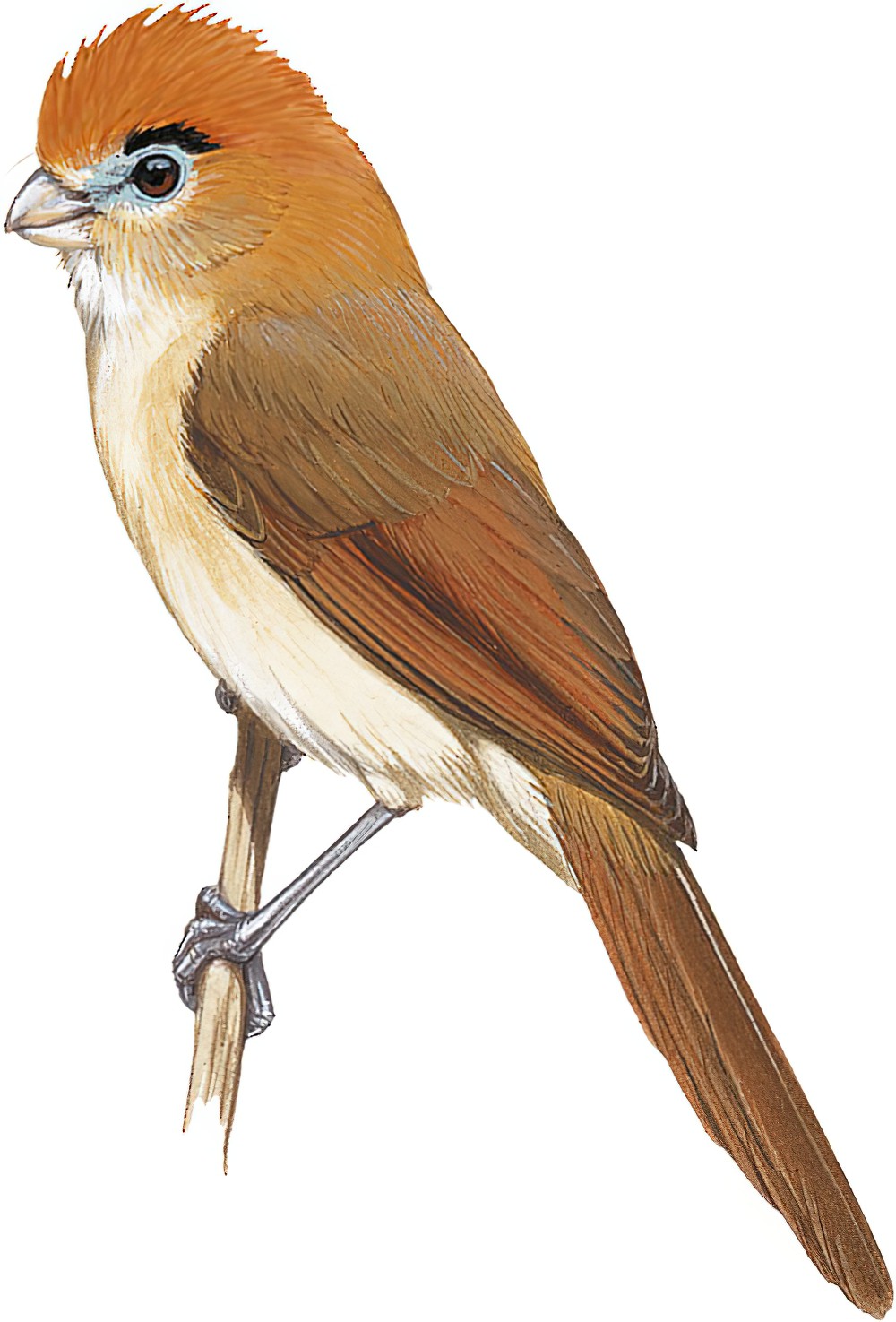 Pale-billed Parrotbill / Chleuasicus atrosuperciliaris