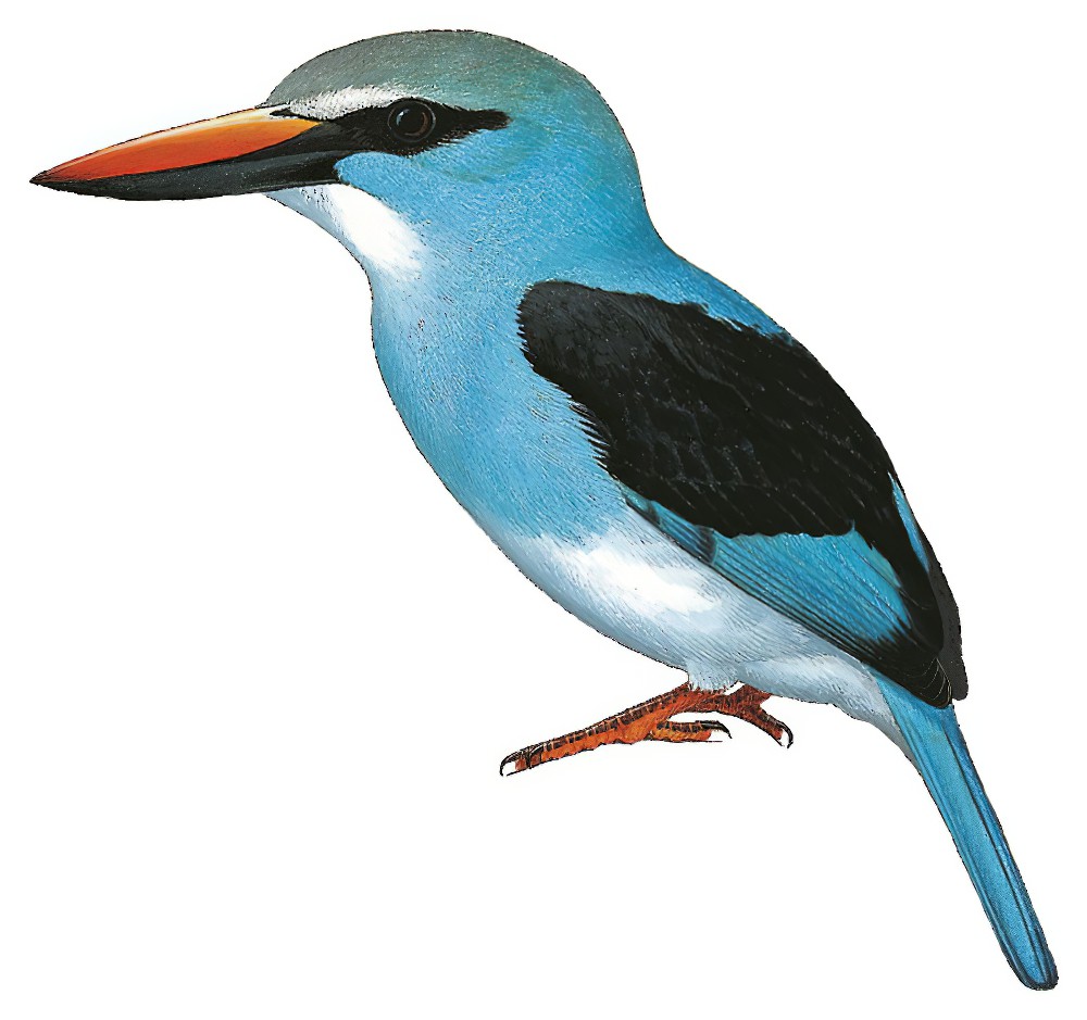 Blue-breasted Kingfisher / Halcyon malimbica