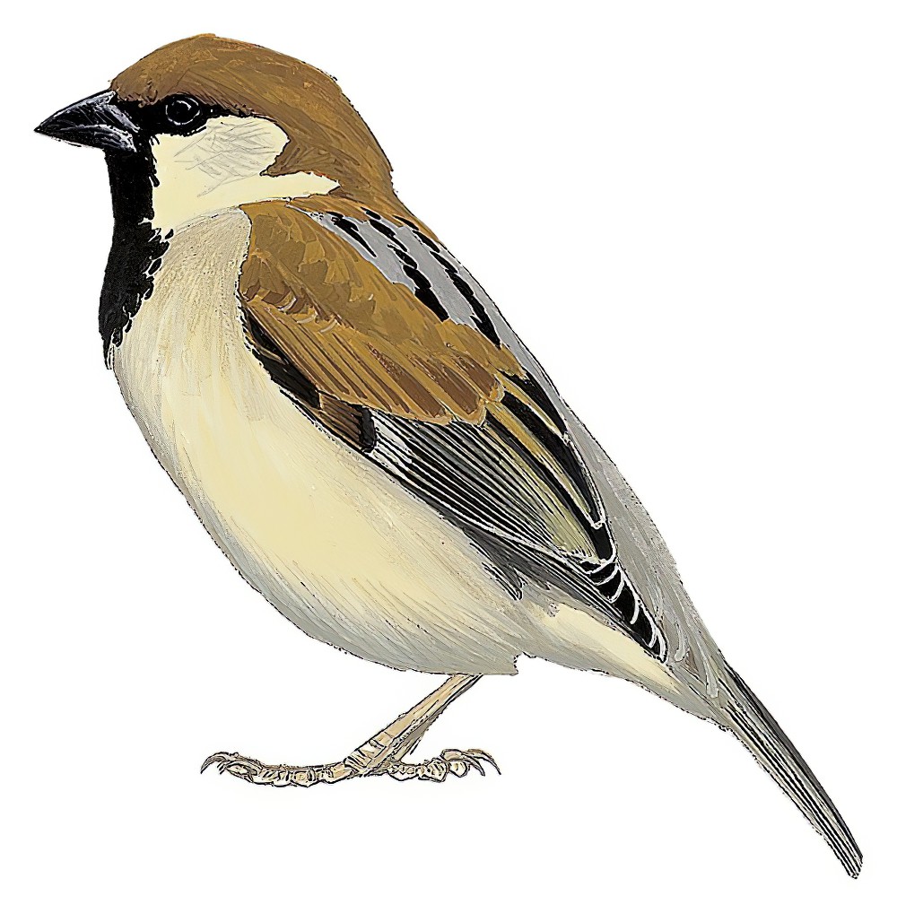 Somali Sparrow / Passer castanopterus