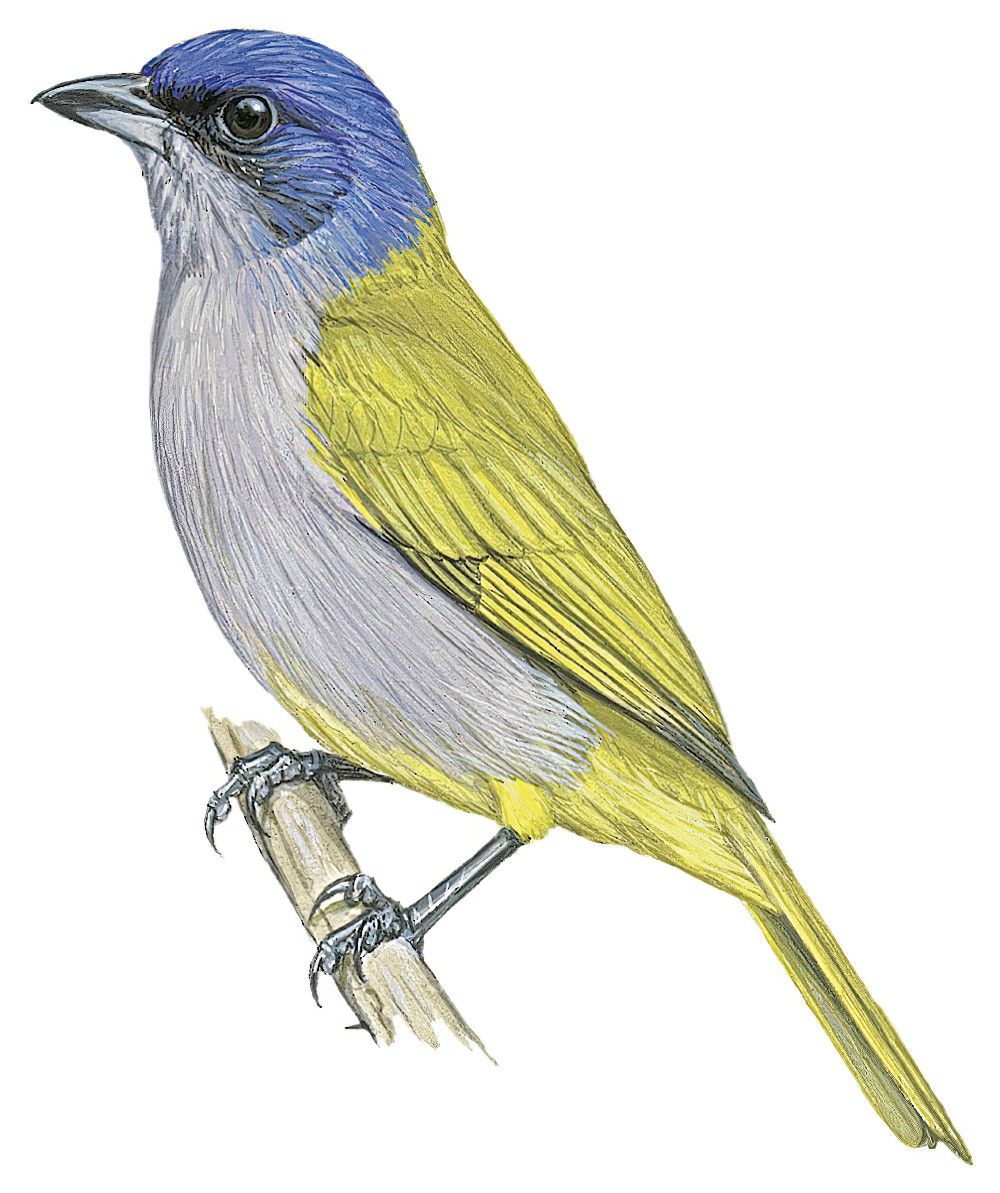 Blue-capped Tanager / Thraupis cyanocephala