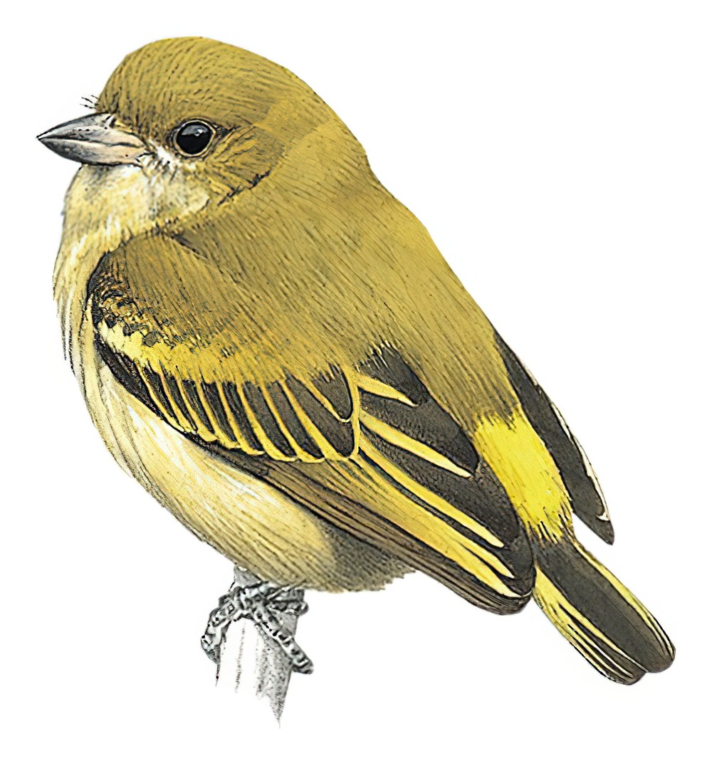 Green Tinkerbird / Pogoniulus simplex
