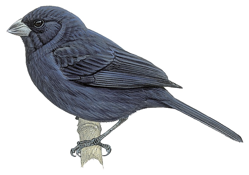 Blue Seedeater / Amaurospiza concolor