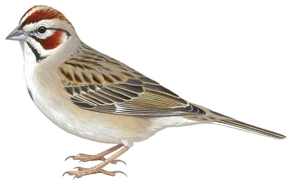 Lark Sparrow / Chondestes grammacus
