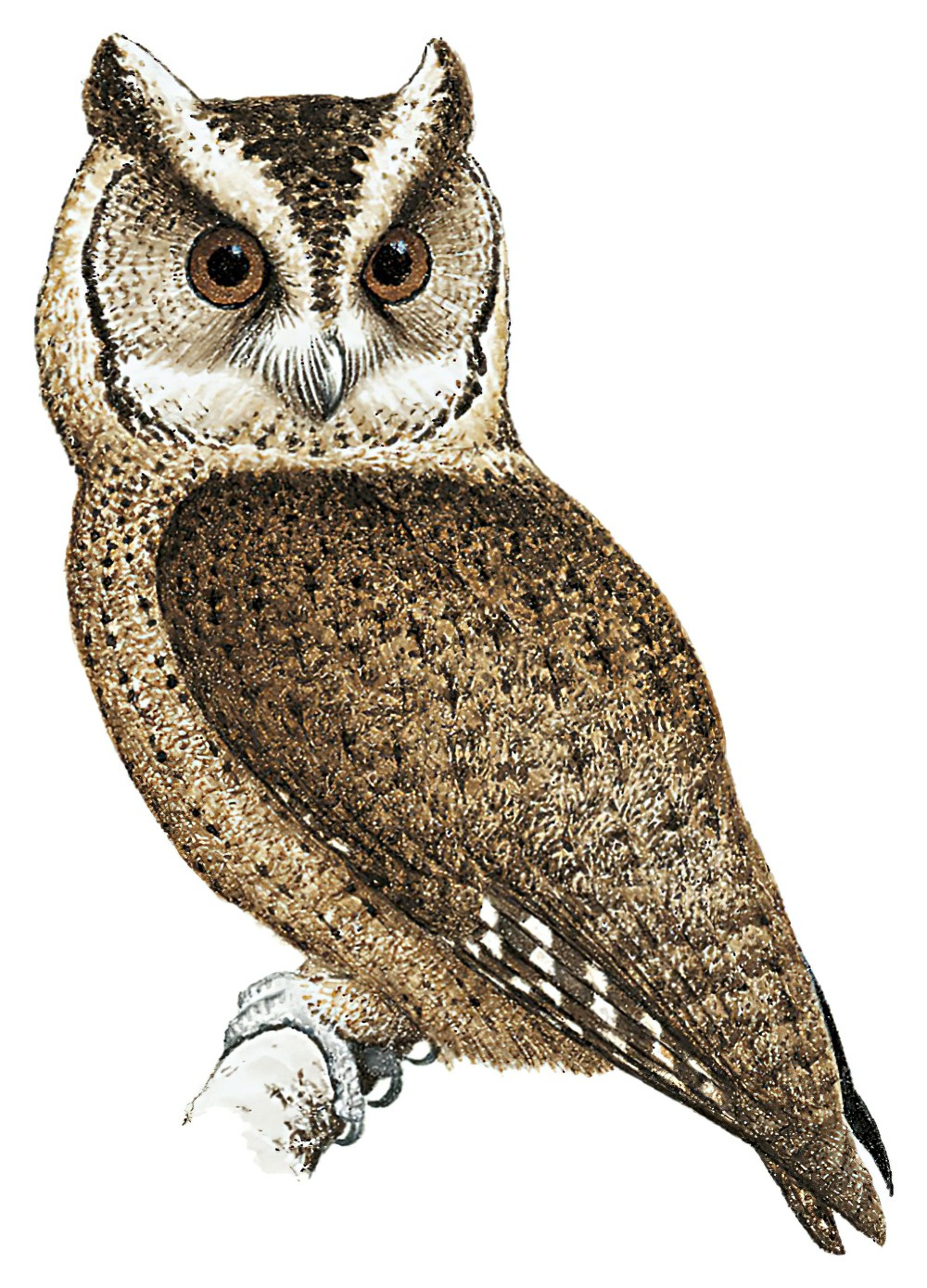 Everett\'s Scops-Owl / Otus everetti