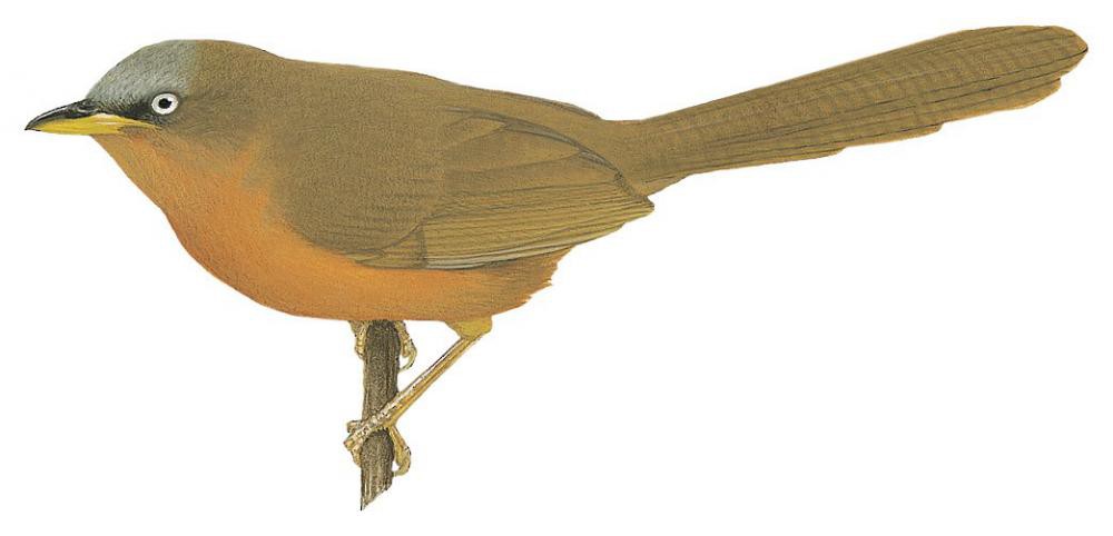 Rufous Babbler / Turdoides subrufa