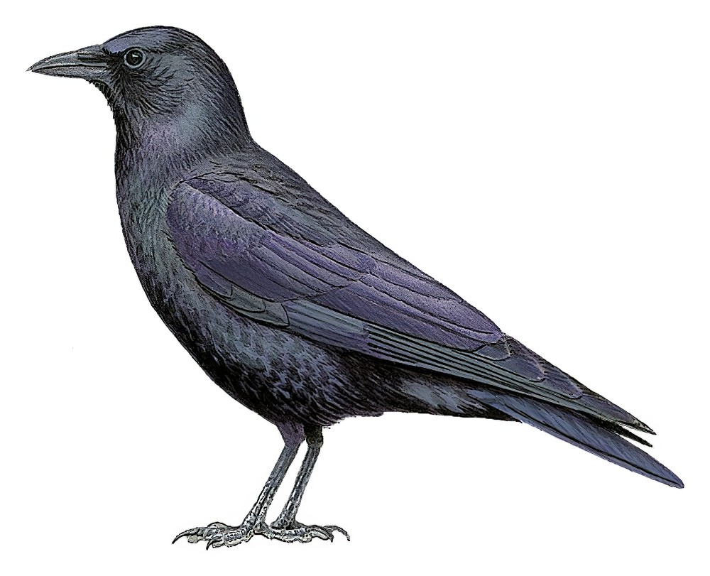 Sinaloa Crow / Corvus sinaloae