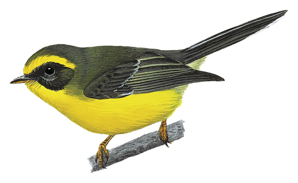Yellow-bellied Fairy-Fantail / Chelidorhynx hypoxanthus