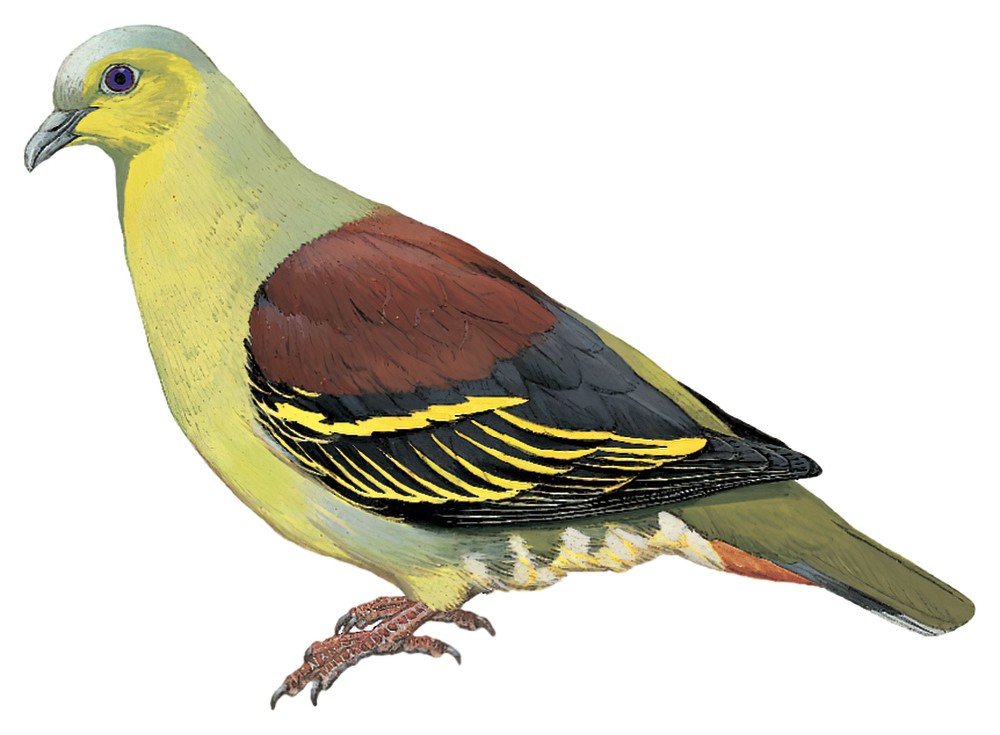 Gray-fronted Green-Pigeon / Treron affinis